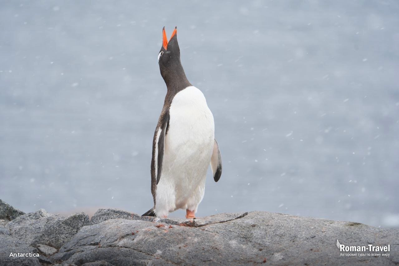antarctica - roman travel