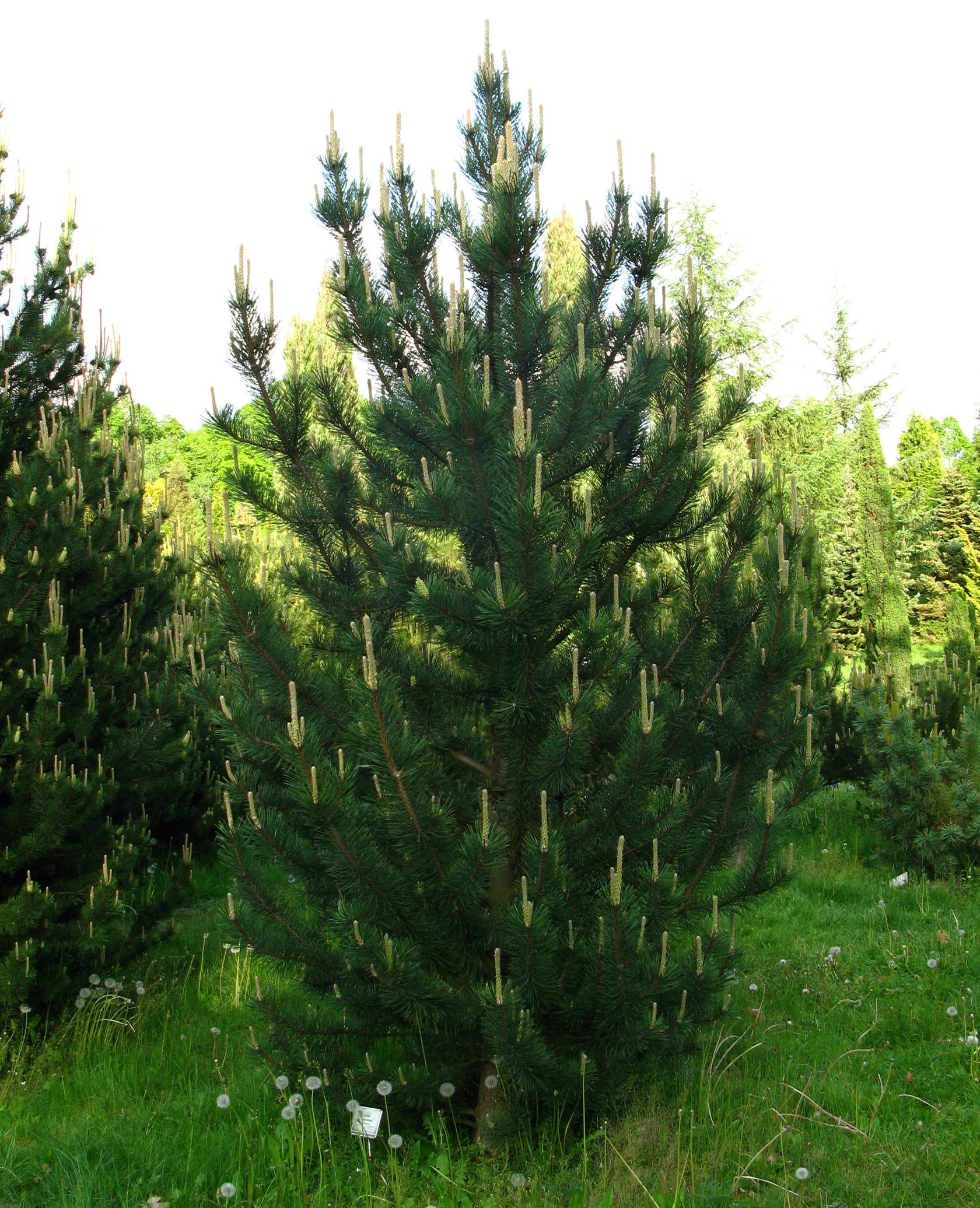 Сосна Горная uncinata Pinus mugo