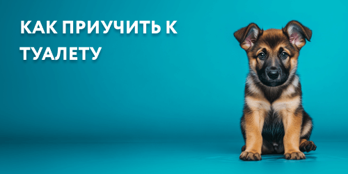 Как Приучить Собаку Делать Куни