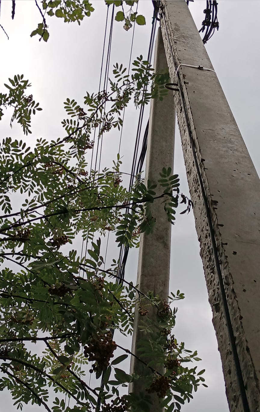 ЖБ стойка ЛЭП рядом с ветками деревьев, вид снизу вверх