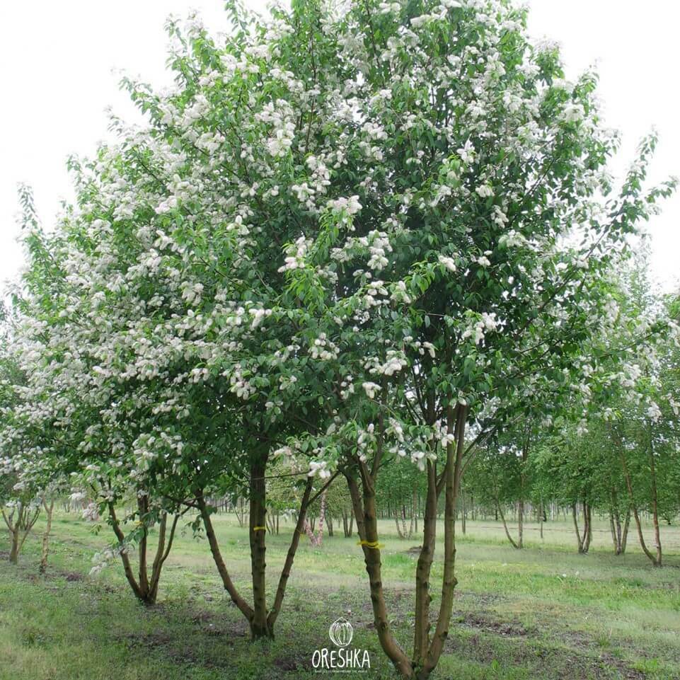 Seeds of Bird cherry maackii (Prunus maackii)
