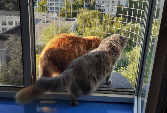 Балкон кошек «Васька» с серым ковриком