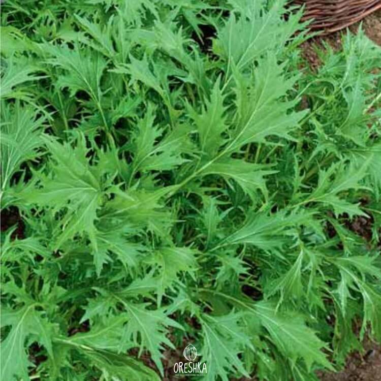 Seeds of Japanese cabbage Mizuna green (Brassica rapa) — 30 pcs