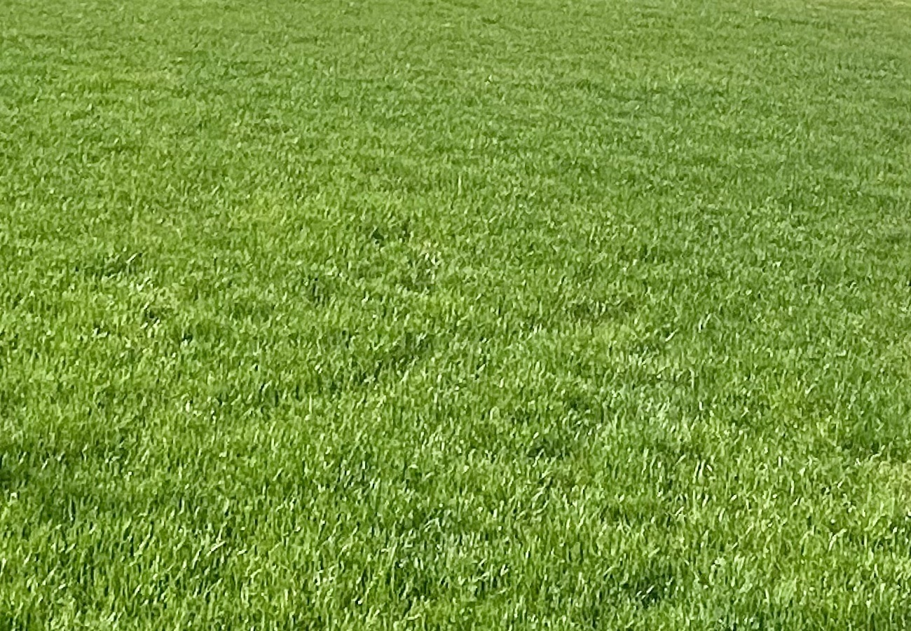 Утренняя роса стихи. Кладовая солнца иллюстрации. Доброе утро капля росы трава. Не увидела трава. Сонник зеленая трава.