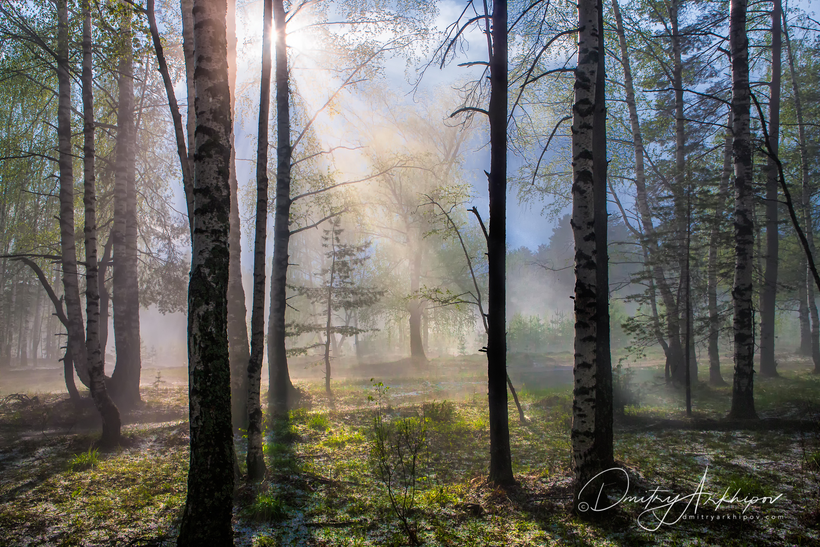 День угасал и в лесу начало темнеть. Весенний лес. Весна в лесу. Апрель в лесу. Весеннее утро в лесу.