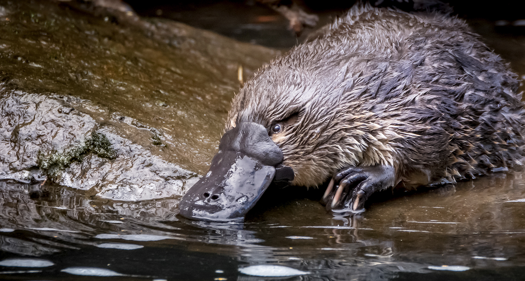 Геномы яйцекладущих млекопитающих | Блог Genotek