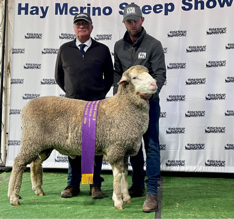 Hay Merino Sheep Show