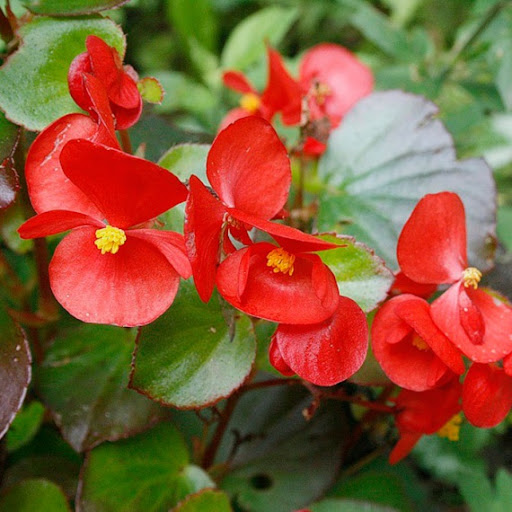 Бегония вечноцветущая красная с зеленым листом