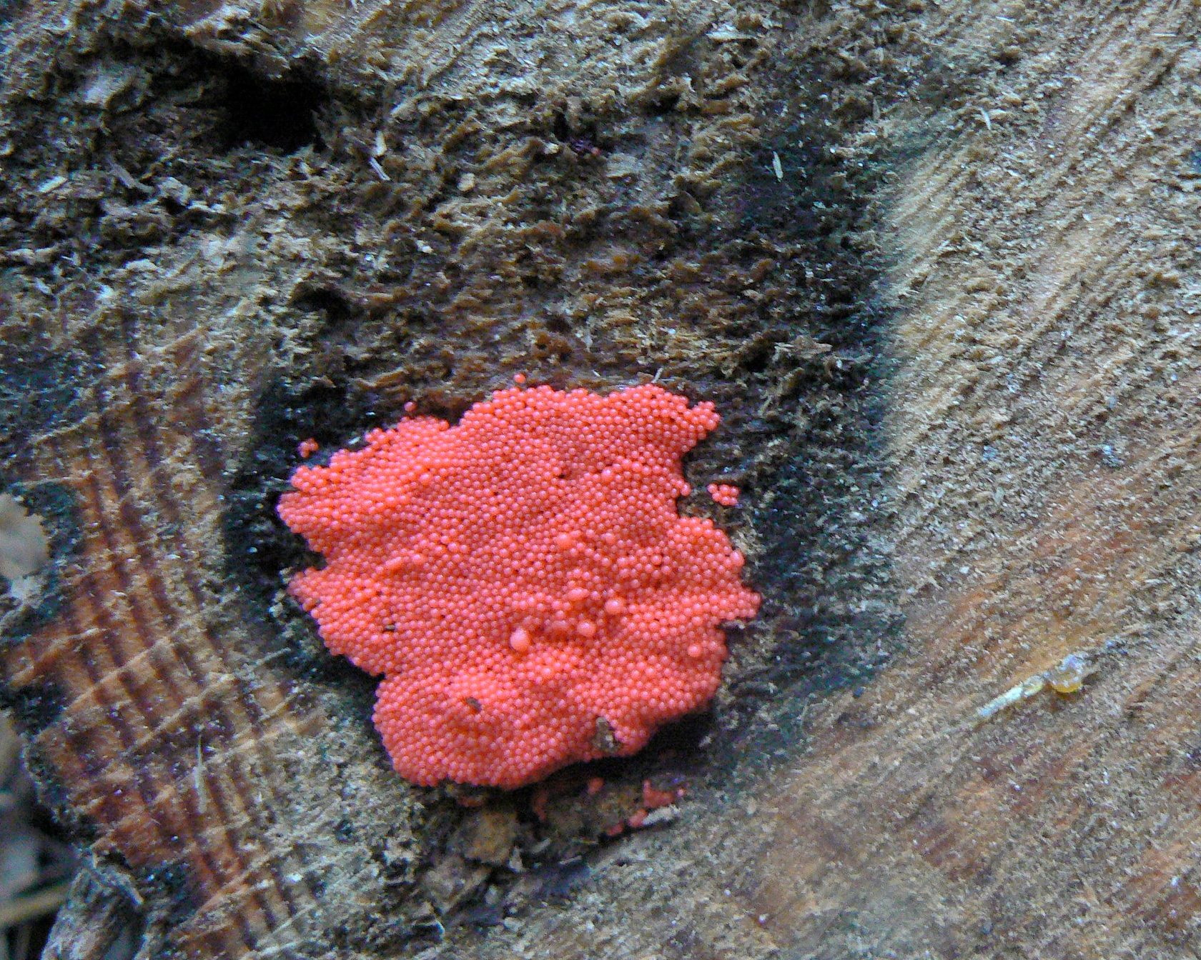 Красная плесень гриб
