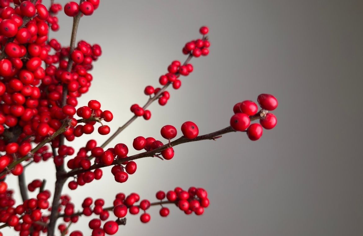 Цветы оптом в Красноярске и Емельяново