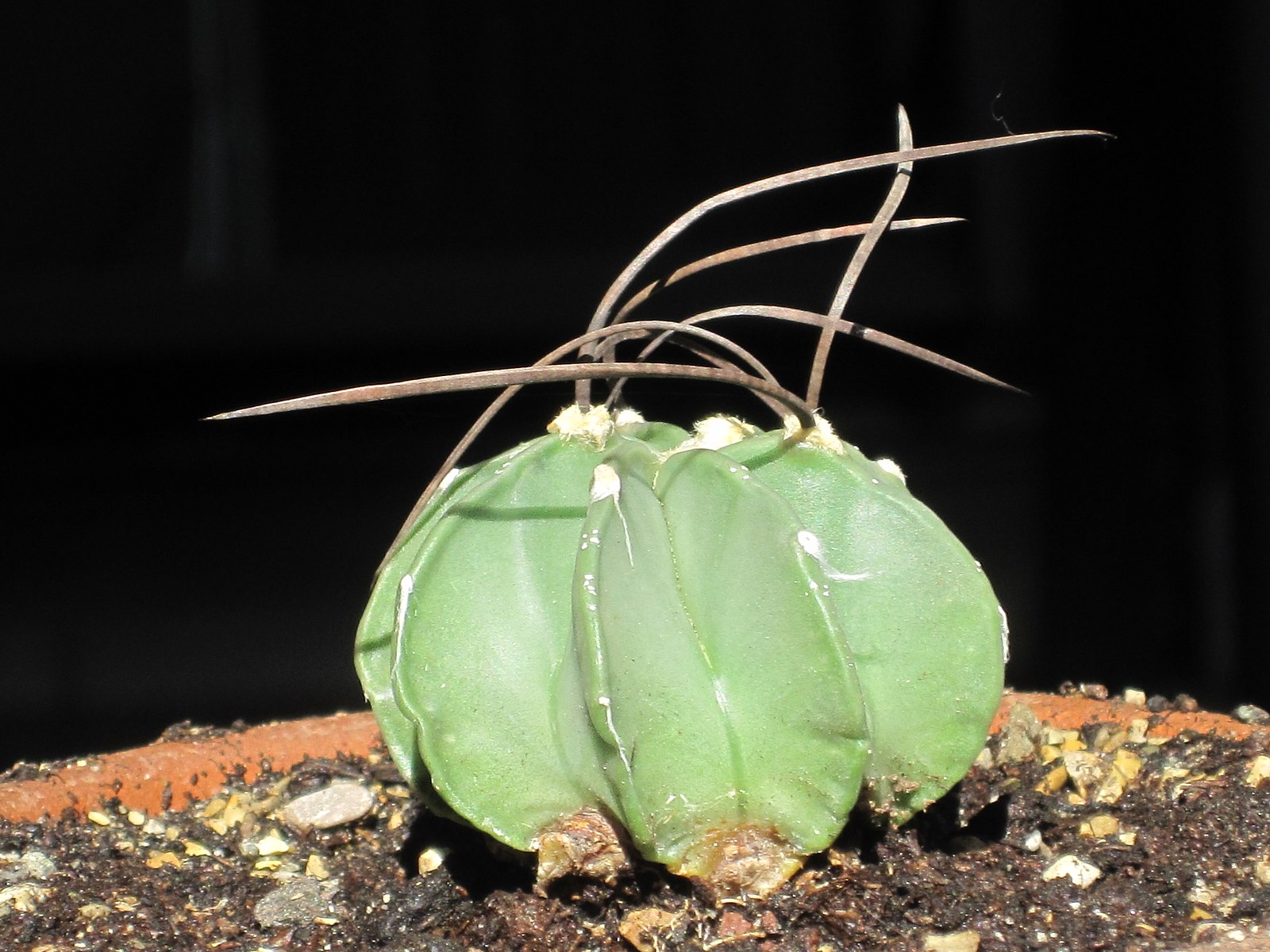 Astrophytum crassispinum nudum