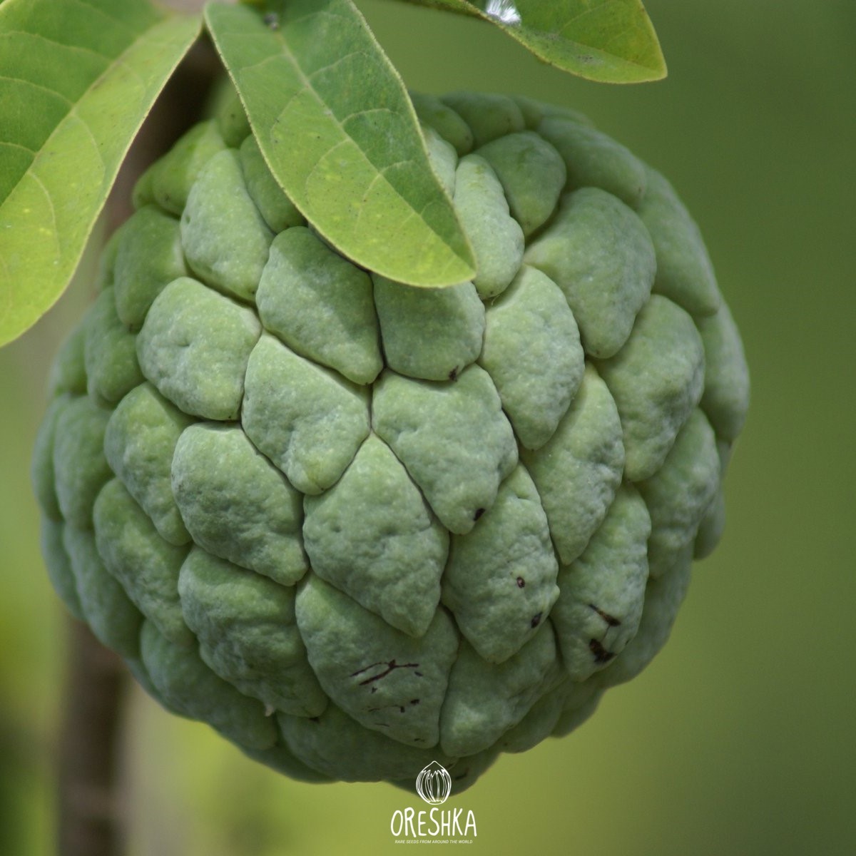 Sugar Apple seeds glossy black 20-60 per fruit
