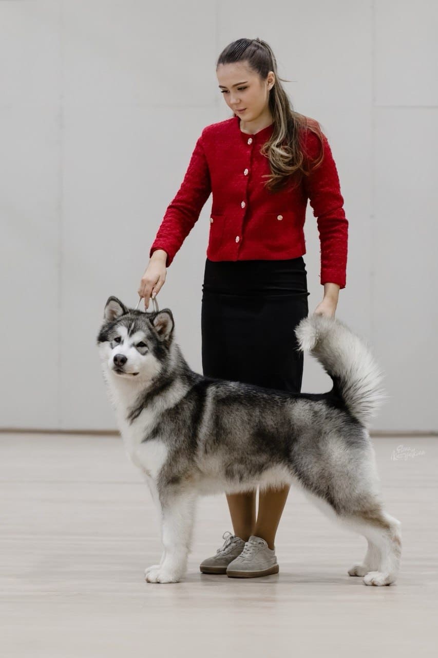 Аляскинский маламут NORD IMPERIAL PUCIFIC PULS