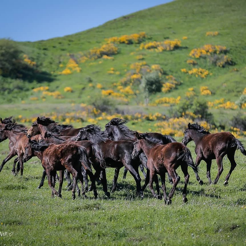 Гуляние лошадей