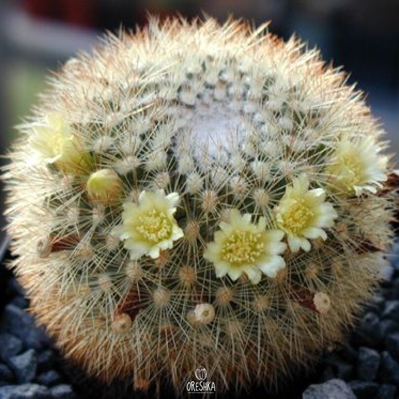 Seeds of Cactus Mammillaria densispina Rog 490 (Mammillaria densispina Rog 490) — 10 pcs