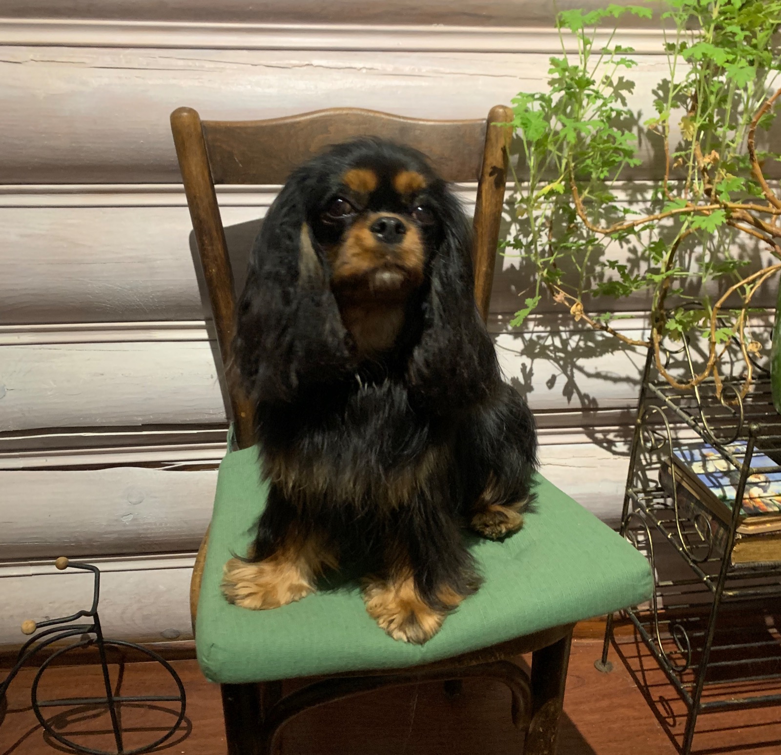 Коволер кин чарль спиниэль. Кавалер кинг чарльз спаниель мини. Кавалер кинг чарльзспаниедь. Кокер чарльз кинг спаниель. Кавалер кинг чарльспаель.