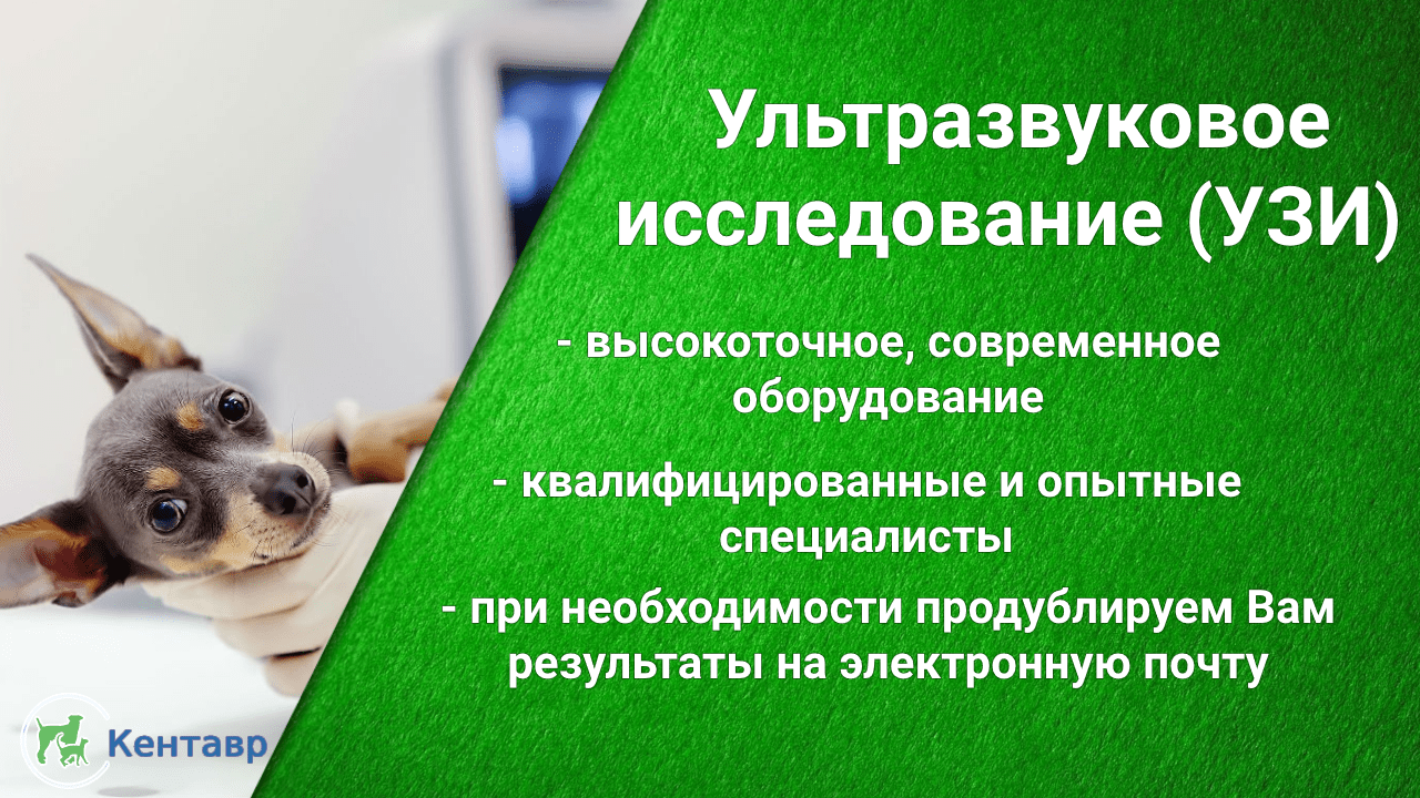 Ветклиника Кентавр