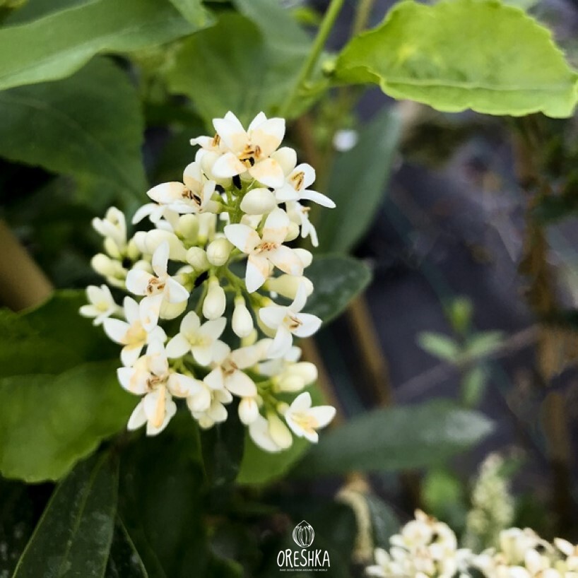 Seeds of Waxyleaf privet (Ligustrum quihoui) — 20 pcs