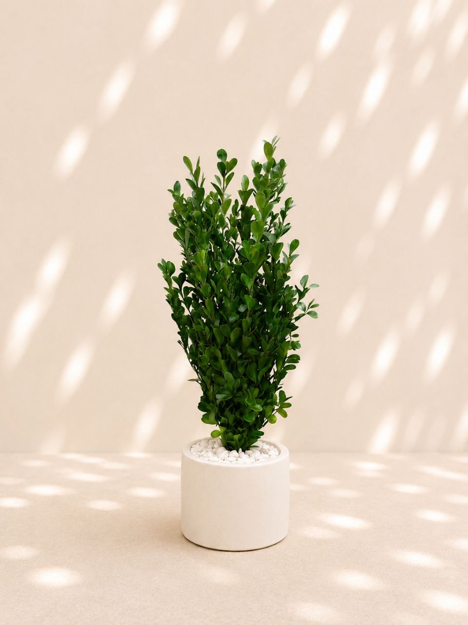 Buxus sp.