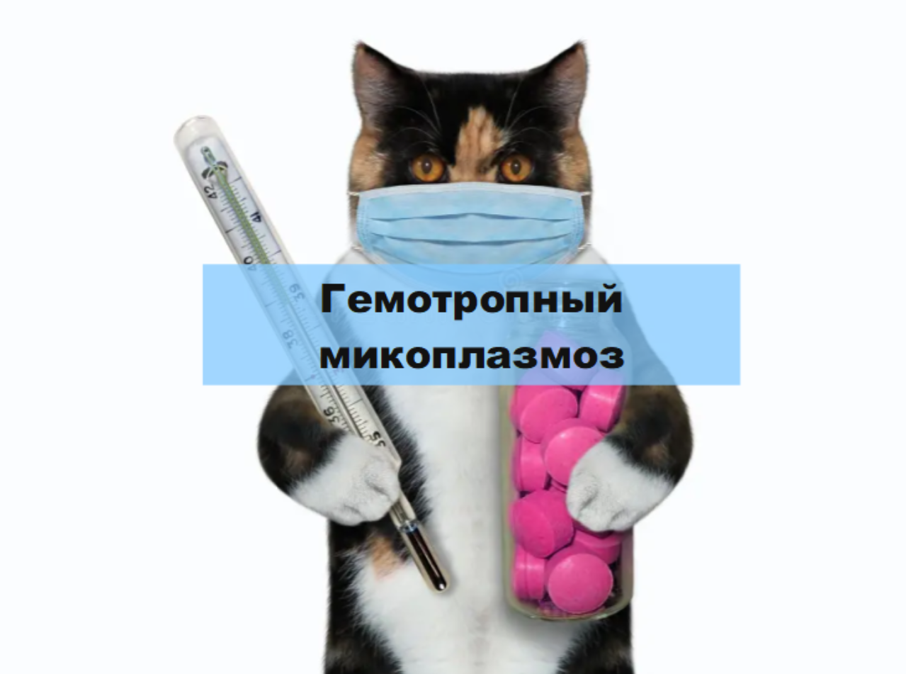 Микоплазмоз кошек