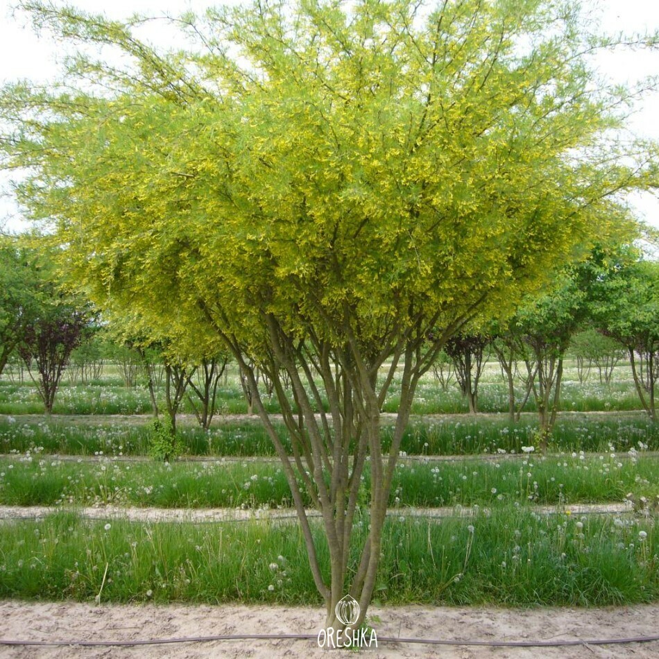 Seeds of Karagana Treelike (Yellow Acacia) (Caragana arborescens) — 20 pcs