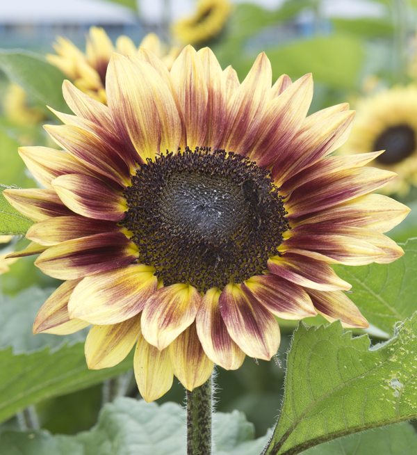 Takii Helianthus Annuus Marley