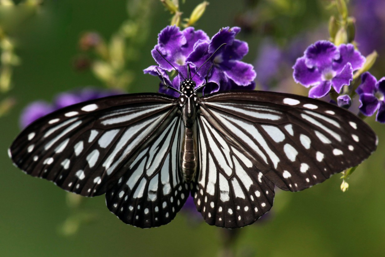 Missy Mariposa