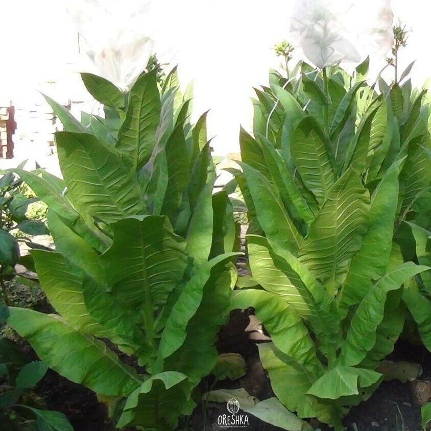 Seeds of Tobacco Dubec 50 (Nicotiana tabacum) — 300 pcs