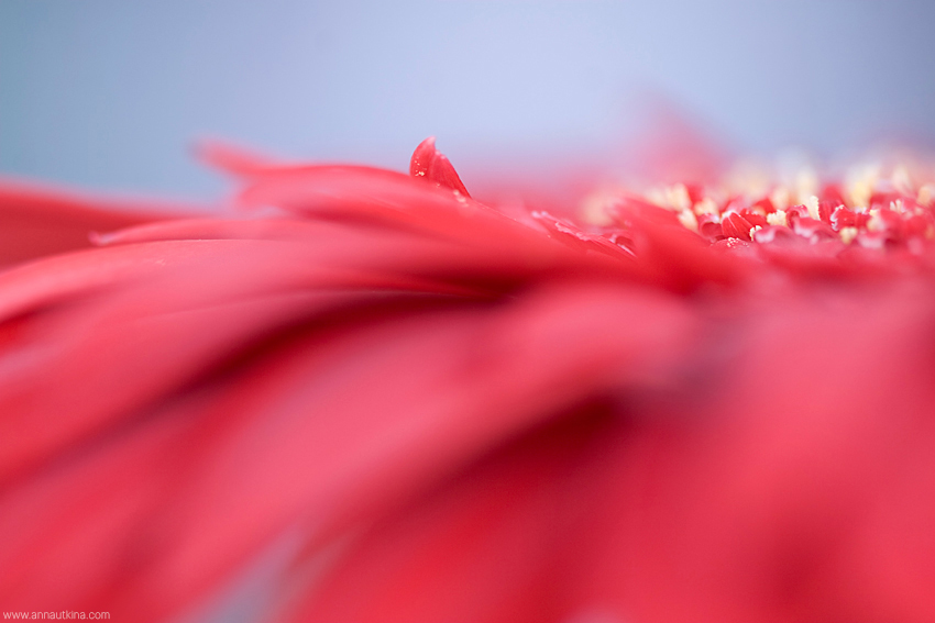 macro, macro flower, macro art, anna utkina, photography, macrophotograpy, floral art, макро, макрофотография, анна уткина