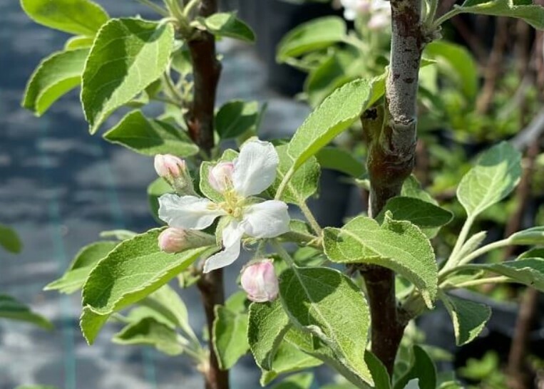 саженец яблони в питомнике растений
