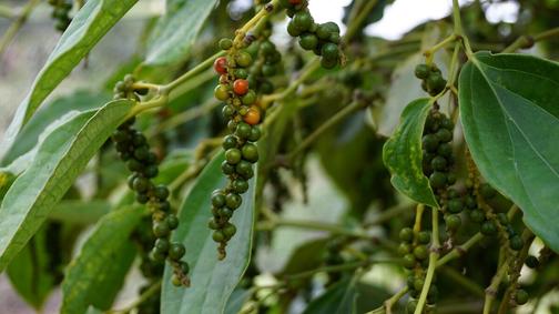 Kampot pepper