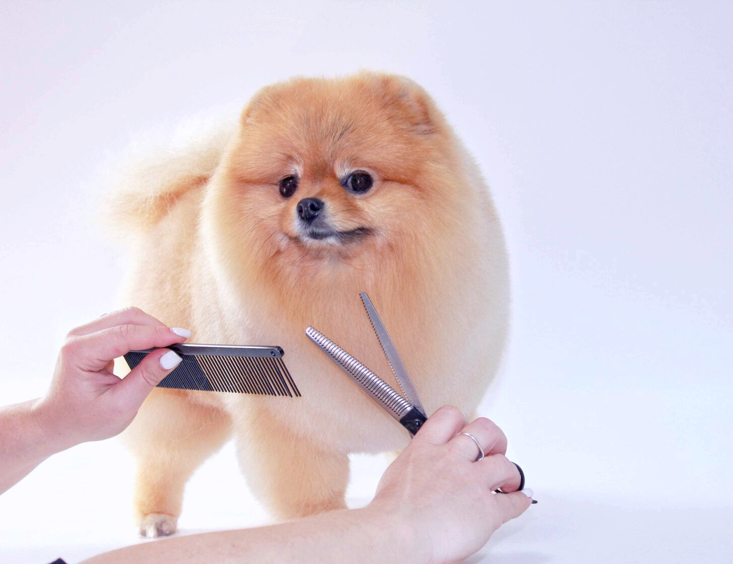 Груминг нижний новгород. Стрижка собак. Груминг. Груминг Зеленогорск. Fluffy Groom Инстаграм.