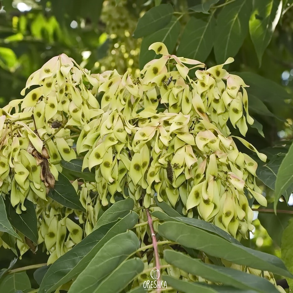 Айлант высочайший, китайский ясень (Ailanthus altissima)