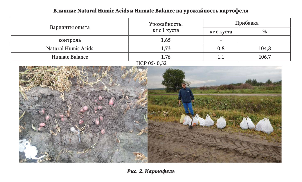 Влияние Natural Нumic Acids и Humate Balance на урожайность картофеля