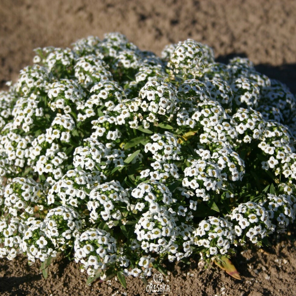 Seeds of Alyssum Carpet of Snow (Alýssum) — 50 pcs