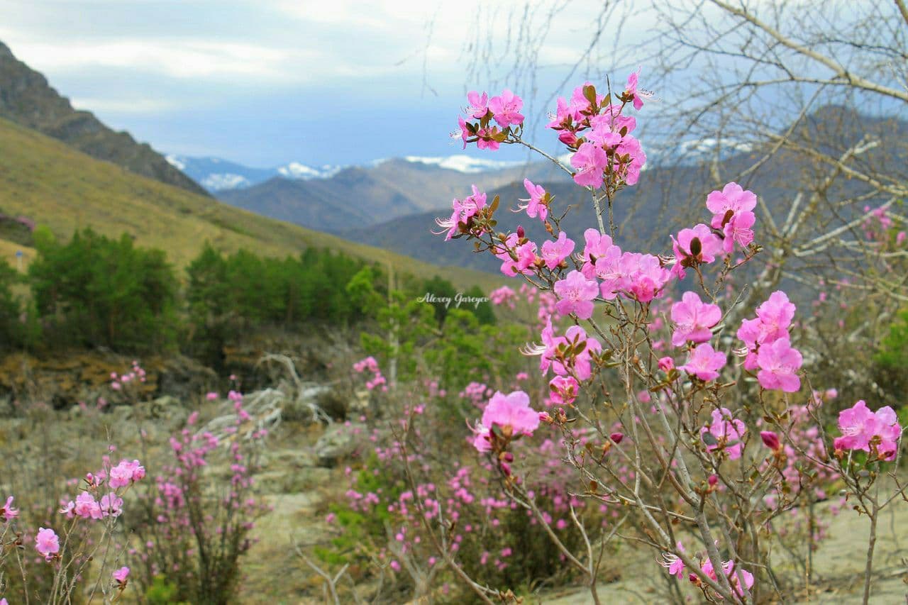 Цветение маральника в Чемальском районе