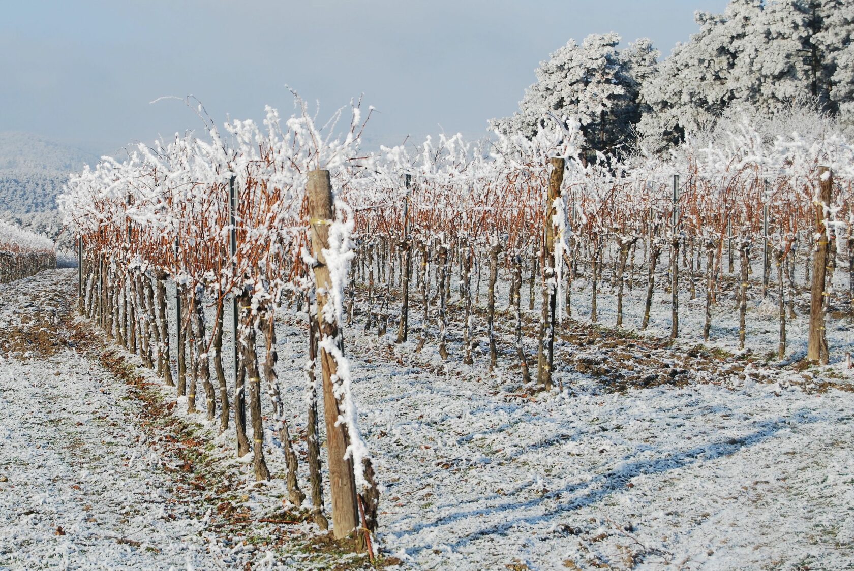 Виноградники в снегу. Виноградники зимой. Виноградники весной. Дикий виноград зимой.
