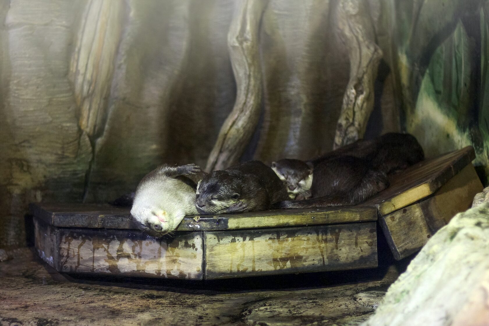 Зоопарк Пенза