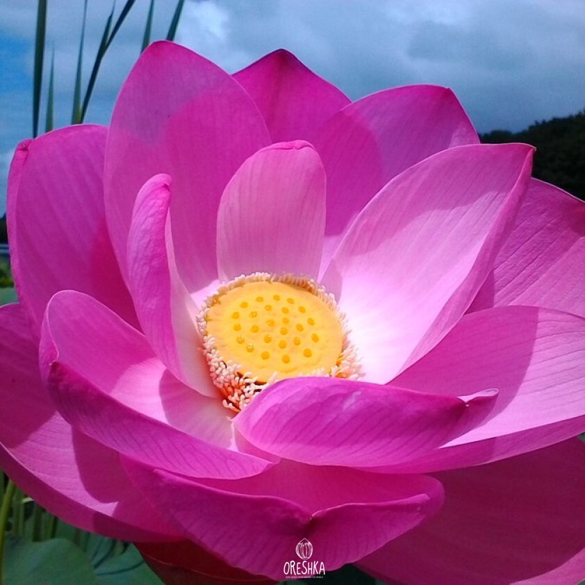 Komarov lotus flower