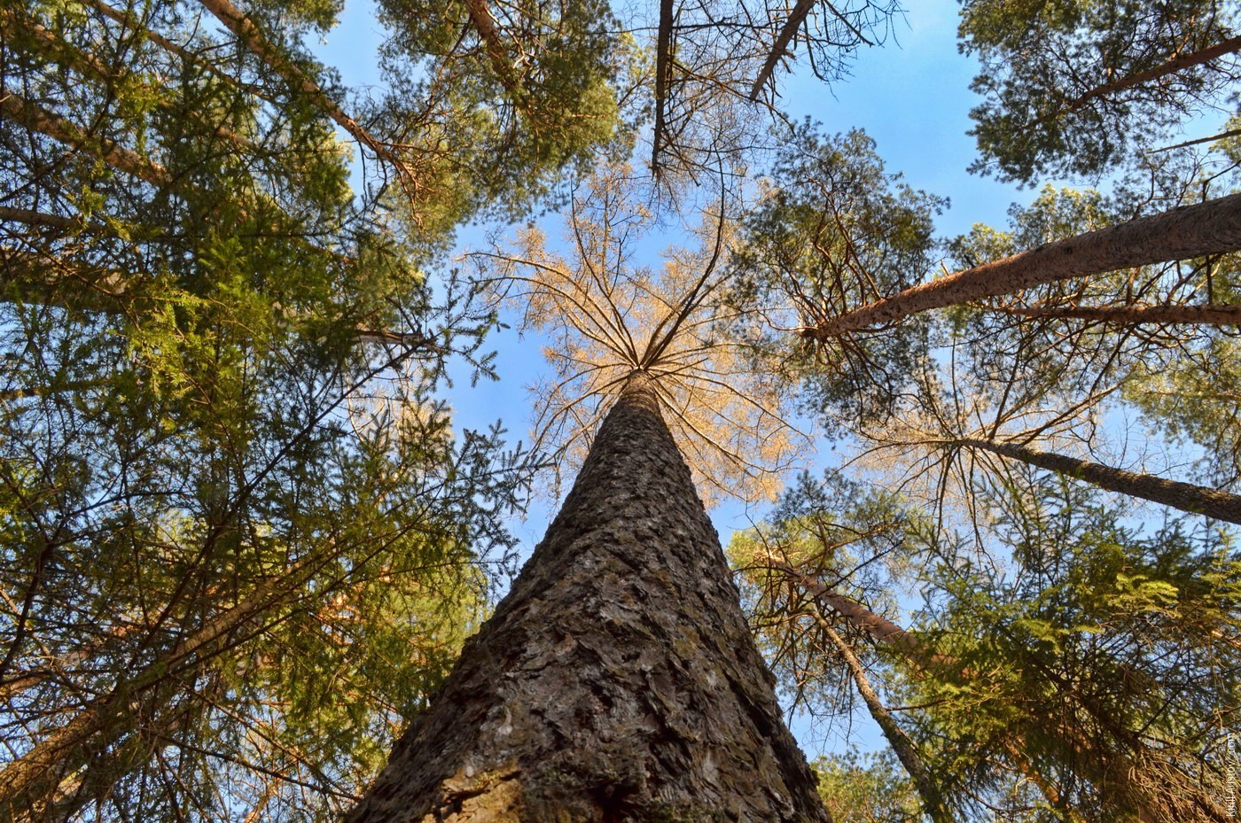 Сороками метрами. Лиственница Сибирская Larix sibirica. Лиственница великан Суводский Бор. Лиственница Сибирская и Даурская. Лиственница Сибирская крона.