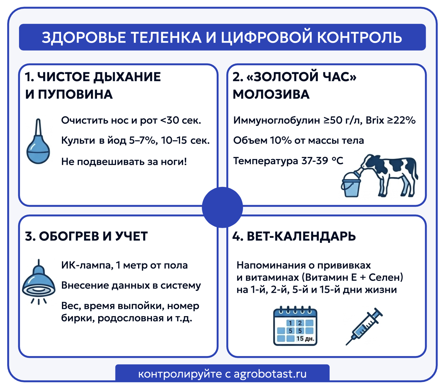 Инфографика протокола ухода за новорожденным теленком с рекомендациями по выпойке и ветеринарной обработке