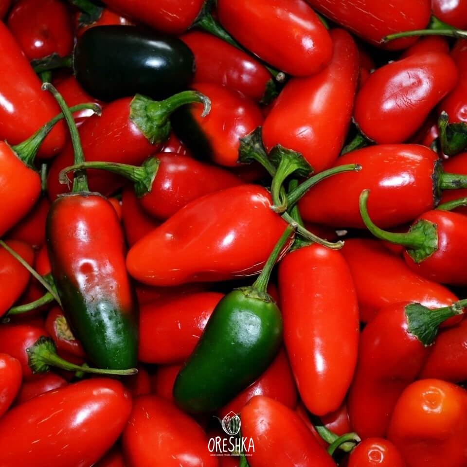 Organic Jalapeño — 10 seeds