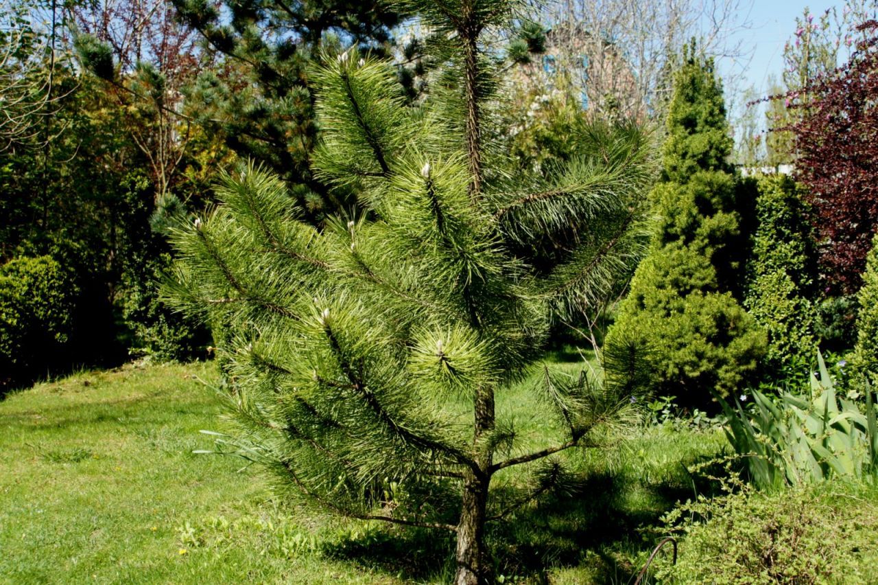 Темная сосна. Pinus nigra. Сосна черная (Pinus nigra). Сосна черная Австрийская. Сосна черная Австрийская Пинус Нигра.