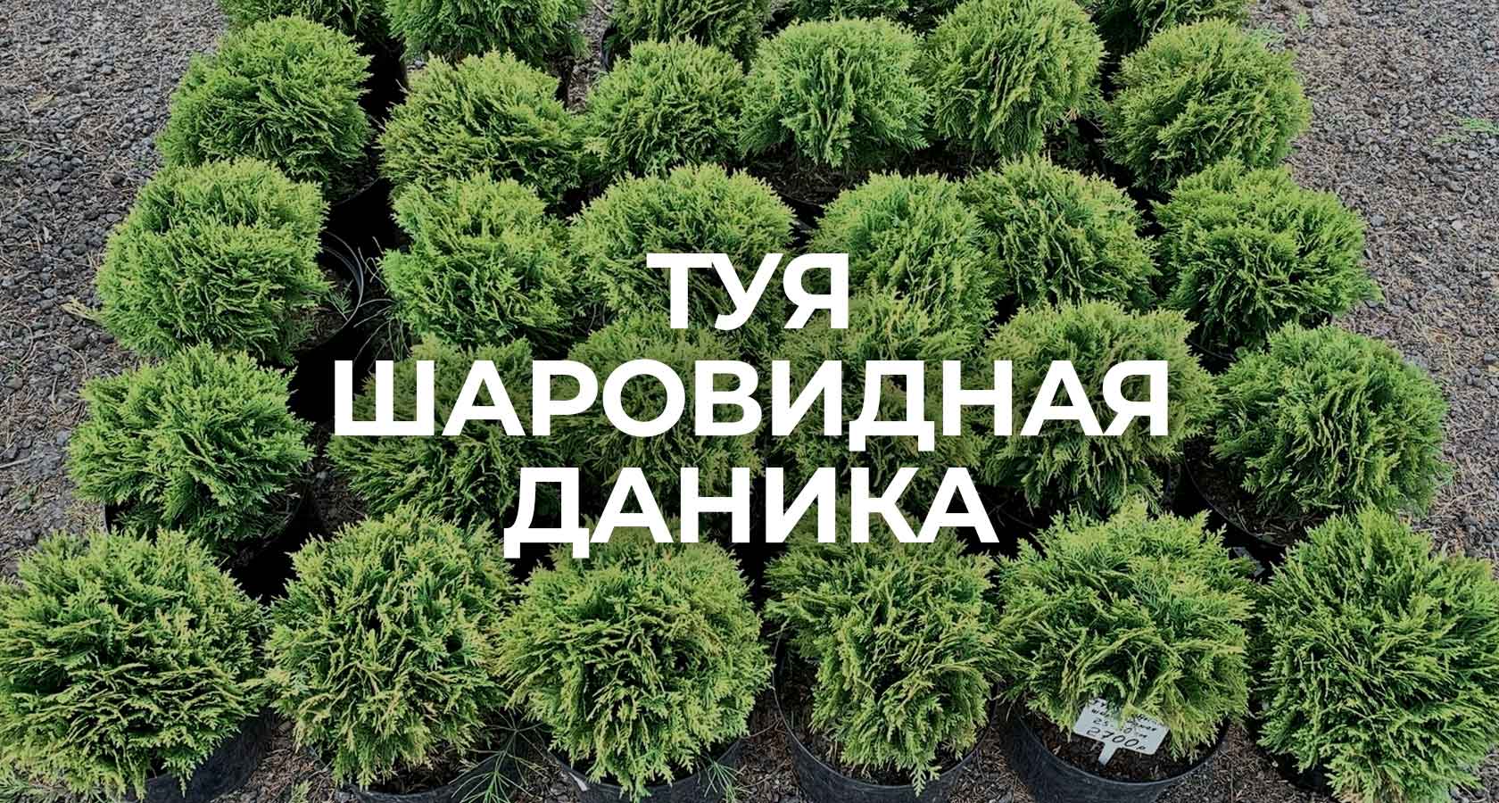 Туя западная шаровидная Даника купить в СПб из питомника Хвойник