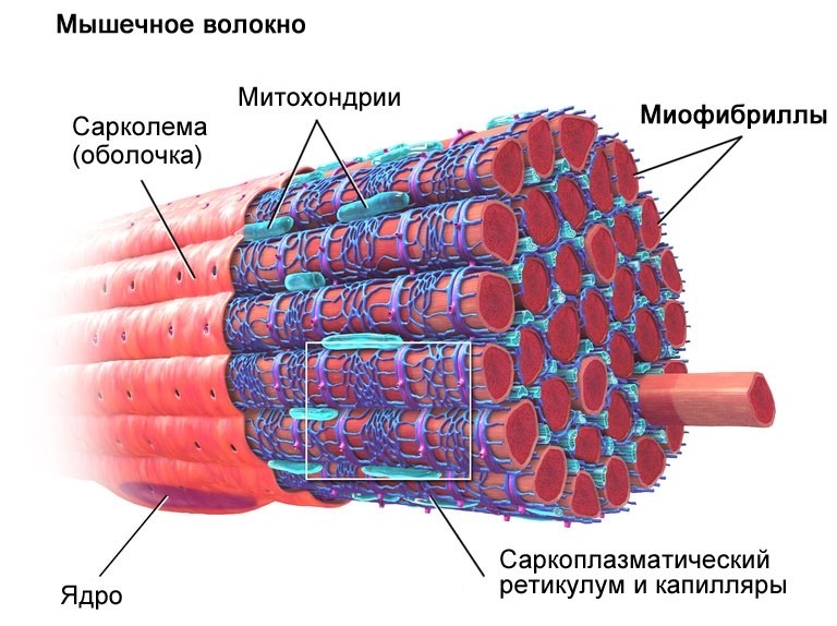 Строение мышечного волокна
