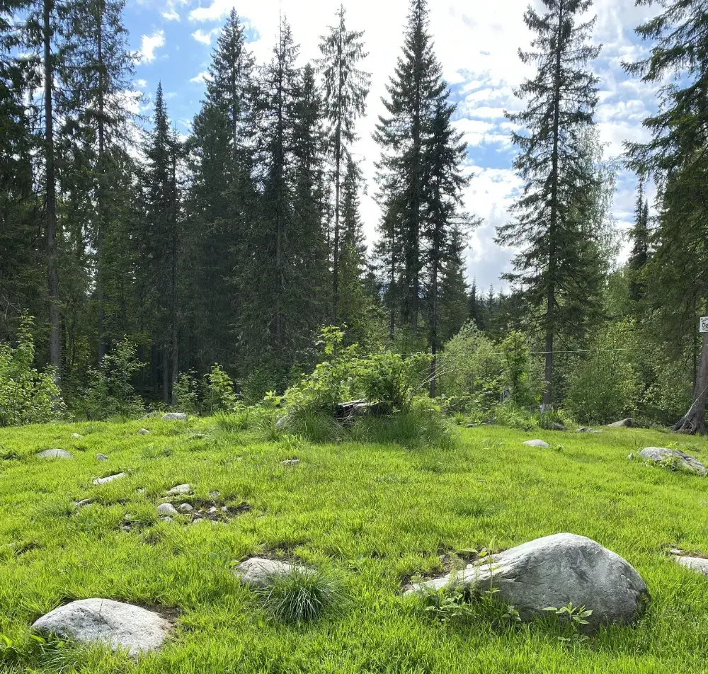 Тайга