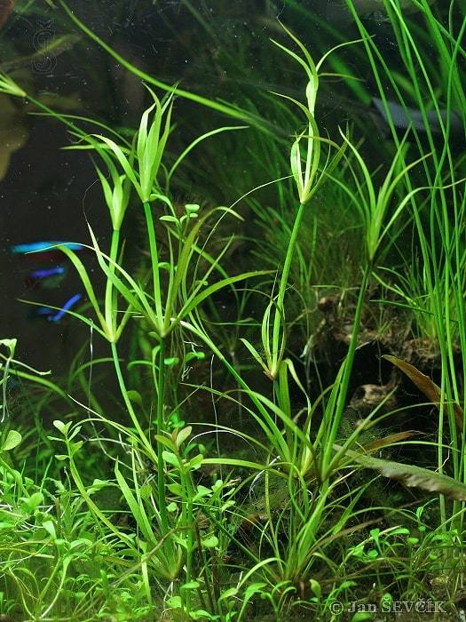 Юнцус ползучий аквариумное растение фото