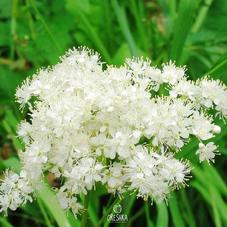 Meadowsweet dried flower herbal tea traditional medicine use